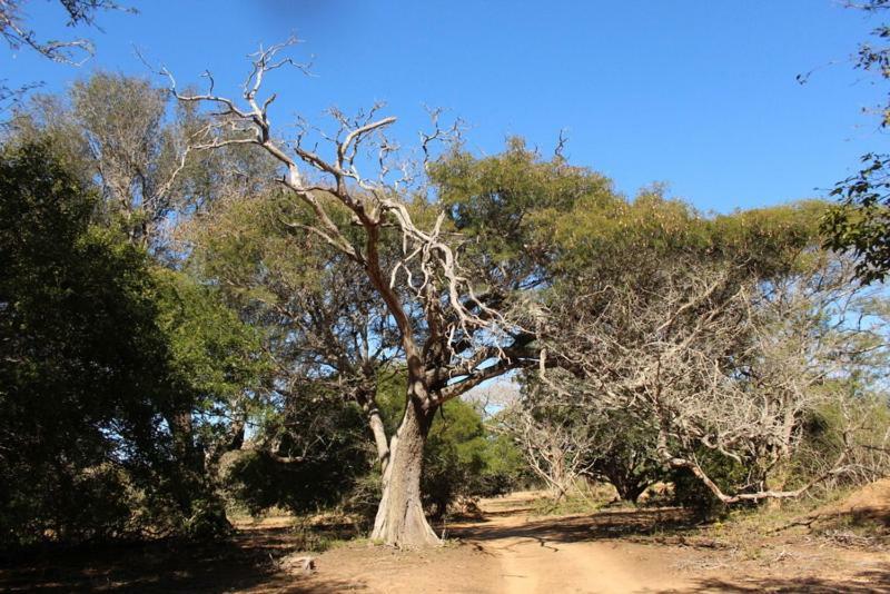 Hideaways Lazuli Bush Lodge, שלושלואי מראה חיצוני תמונה